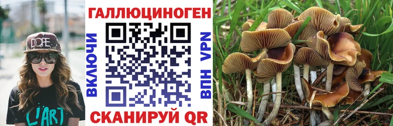 наркошоп  Сорск  Псилоцибиновые грибы Psilocybe 